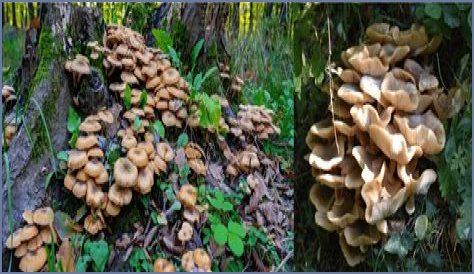 What Mushrooms Are Edible In Georgia